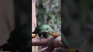 Schalow’s Turaco feeding 🍎 birds aviary chesterzoo [upl. by Julianna250]