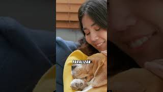 El SECRETO detrás de los SUEÑOS de tu perro 🐶🌙 shorts PERROS cuidadodemascotas [upl. by Hildie622]