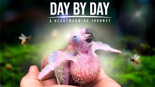 Sun Conure Parrot Day by Day Growth  Baby Parrot Growth Stages [upl. by Sheffie]