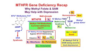 Methyl Folate Deficiency and Depression [upl. by Anaitak463]