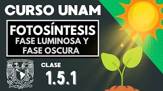 🌱 FOTOSÍNTESIS  Fase luminosa y fase oscura  EXAMEN UNAM  Importancia de la fotosíntesis [upl. by Tilagram927]