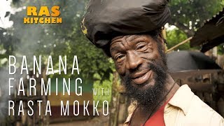 Banana Farming with Rasta Mokko [upl. by Temple]