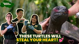 Who will capture your heart this World Turtle Day 🐢💕 [upl. by Barabbas]