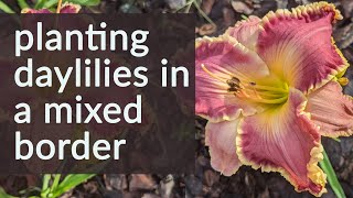 Planting daylilies in a mixed border in central Florida [upl. by Clem822]