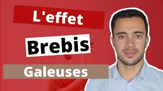 LE BIAIS ENDOGROUPE LEFFET BREBIS GALEUSES 🐑 [upl. by Atnwahsal]