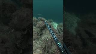 Spearfishing Atlantic pollock molde norway [upl. by Wootan]