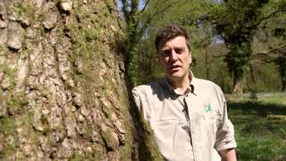 The wildlife benefits of coppicing in woodland [upl. by Arakat]