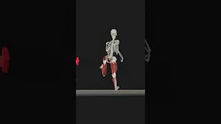 Walking Anatomy 3D Animation shorts [upl. by Eendyc]