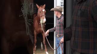 Working with a Weanling pt3 horse horsemanship weanling trailerloading [upl. by Elroy]