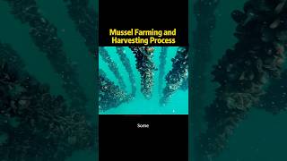 Mussel Farming and Harvesting Process knowledge shortvideo [upl. by Norvil]