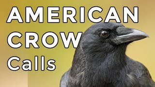 American Crow Calls 2024  3 MOST COMMON Sounds You Will Hear [upl. by Fidole448]