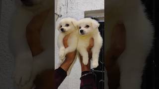 Ranchi Jharkhand Indian Spitz Puppy Sale trending dogbreed doglover petlover pets puppy [upl. by Ogren]