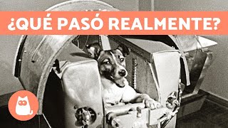 La VERDADERA HISTORIA de Laika la PERRITA ASTRONAUTA 🐶 🚀 [upl. by Aronel192]