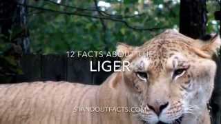 The Immense Size of Ligers liger animalhybrids animalfacts lions tigers [upl. by Kcinom]