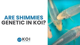 Are Shimmies Genetic In Koi [upl. by Hada499]