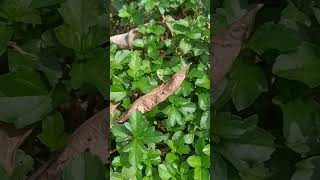 Fake manjal karisalankanni localplants lowcostgardening gardening garden tips in tamil [upl. by Ayalahs899]