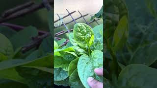 Malabar Spinach organicfarming garden trending [upl. by Vona]