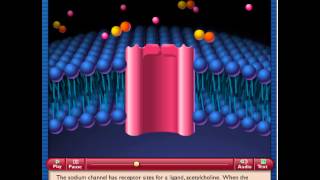 Receptors Linked to Channel Protein [upl. by Petersen]