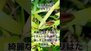 モリチャバネゴキブリ 森茶翅蜚蠊 Blattellanipponica ゴキ [upl. by Kathlin]