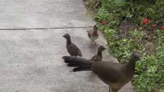 Plain Chachalaca juveniles [upl. by Kalvin]