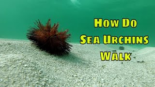 How Do Sea Urchins Walk [upl. by Misak553]