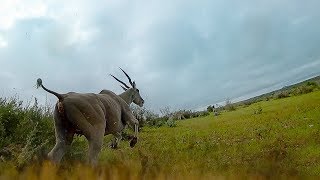 Experience a Thrilling Hunt From a Cheetahs perspective  BBC Earth Explore [upl. by Lail348]