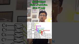 Brachial plexus mbbs humananatomy education humanbody [upl. by Yretsym427]