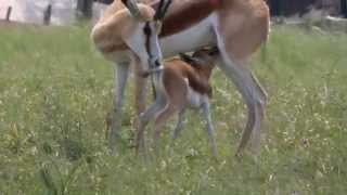 Gazelle baby nursing from mother Africa [upl. by Innavoij579]