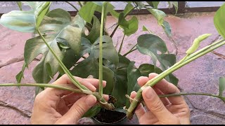 How to propagate Rhaphidophora tetrasperma mini monstera  water vs moss experiment [upl. by Fornof803]