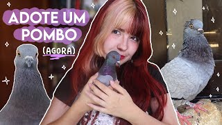 MOTIVOS PRA VOCÃŠ TER UM POMBO te convencendo a adotar um pombo [upl. by Nierman207]