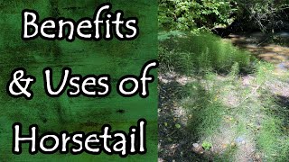 Horsetail Equisetum Arvense Uses and Benefits [upl. by Hephzibah554]