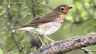 Swainsons Thrush Song [upl. by Suoivart]