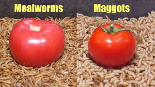 Mealworms vs Maggots Tomato Fight Time Lapse 🍅 [upl. by Adnilahs]