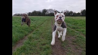 Herbert  15 month old Old Tyme Bulldog  3 Weeks Residential Dog Training [upl. by Ramah]