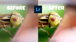 How to edit insect macro photos using Lightroom [upl. by Zeba]