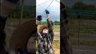 Do you know how to make a squash trellis like this farming agriculture trellis  jadegarden [upl. by Attenov]