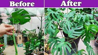 Monstera propagation  How to propagate a Monstera Deliciosa from a leaf [upl. by Hadihsar134]