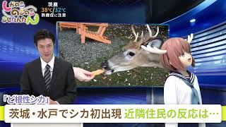 My Deer Friend Nokotan  Deer Surprise Shiichan Wins Hearts of Kids  EN SUB  Its Anime [upl. by Rehtaeh]