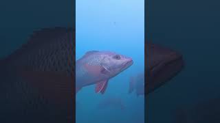 Under water snapper mangrove Snapper MJ mangrovesnapper mangrovefishing shortvideo [upl. by Rigdon633]