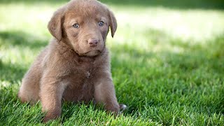 Training a Chesapeake Bay Retriever A StepbyStep Guide [upl. by Wymore]