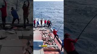 Pole and Line Method of Catching Fish 😳 [upl. by Anirehs]