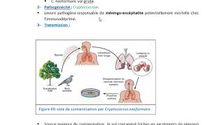 Cryptococcus neoformans [upl. by Nylzaj]