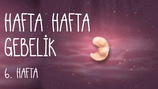 Hafta Hafta Gebelik 6 hafta [upl. by Hgielhsa759]