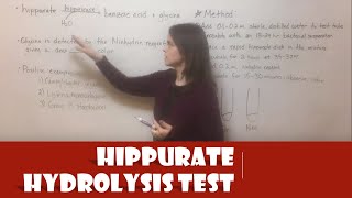 Hippurate Hydrolysis Test [upl. by Ileyan]