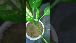 Dieffenbachia plant care and easy to grow indoorplantsytshortsdieffenbachiaplantsgardeningpoint [upl. by Juditha49]