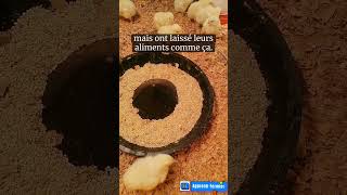 Comment bien alimenter les poussins elevage de poulets [upl. by Baldridge]