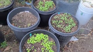 Garden Vlog In November amp Sowing Lots Of Winter Vegetables  Lots Of Plants Updates [upl. by Byler]