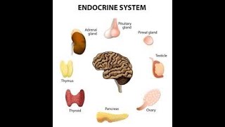 Physiology  Endocrine  lecture 6  part 1  Hyperparathyroidism  DrNagi  Arabic [upl. by Miko]