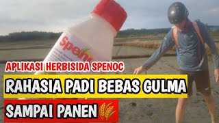 APLIKASI HERBISIDA SPENOC PRA TUMBUH inspirasipetani1161 [upl. by Storz]