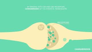 The Endocannabinoid System Explained  How Does It Work [upl. by Velda547]